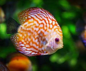 aquariums merchant account